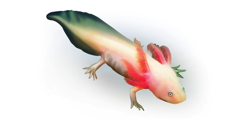 Axolotl