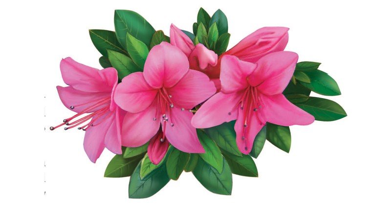 Azalea