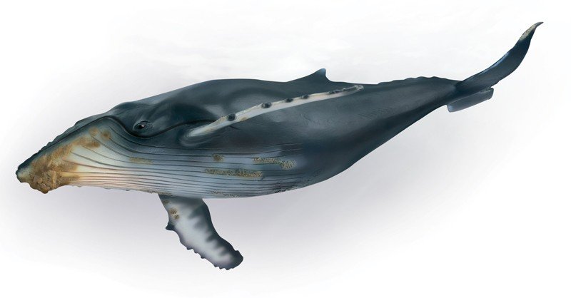 Baleen-Whale