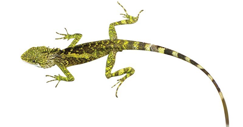 Banana-Split-Mountain-Lizard