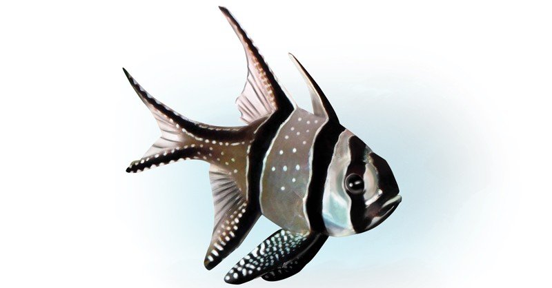 Banggai-Cardinalfish