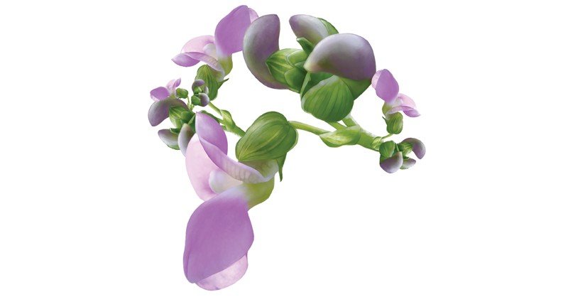 Bean-Blossoms
