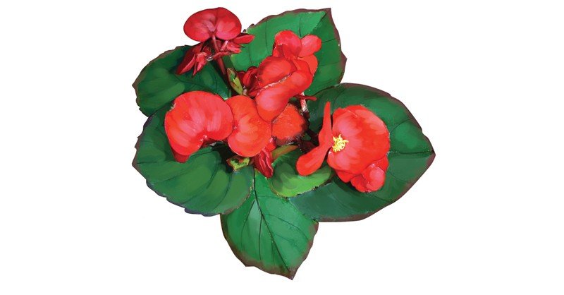 Begonia