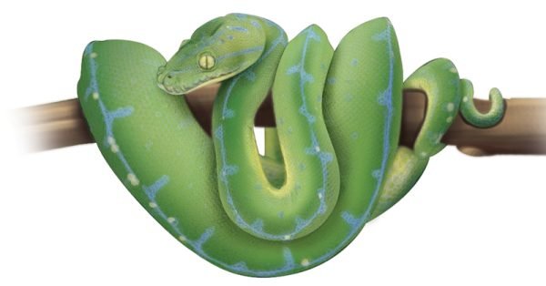 Biak Green Tree Python - Sawan Books