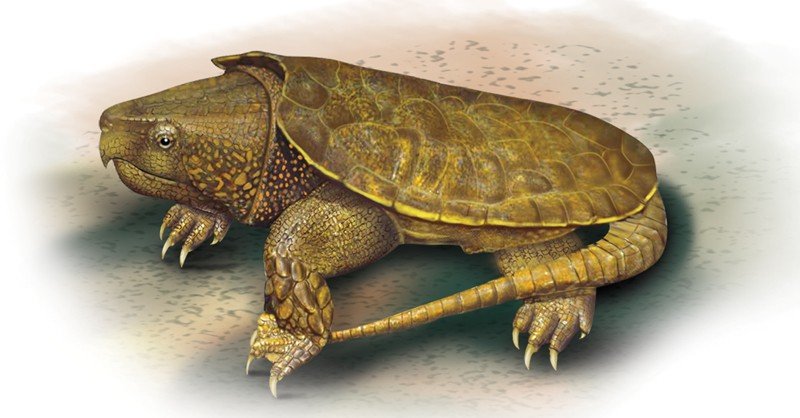 Big-Headed-Turtle