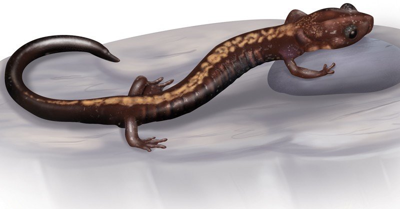 Big-Levels-Salamander