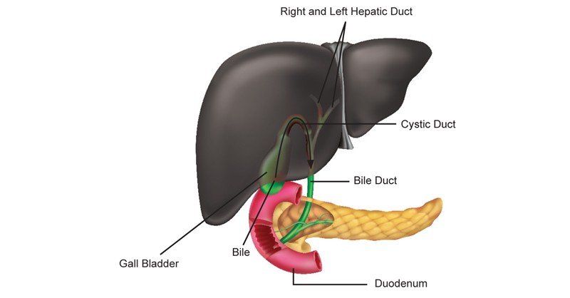 Bile