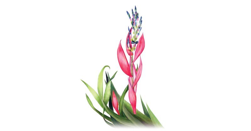 Billbergia