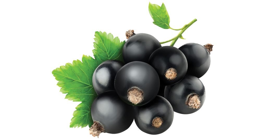 Black-Currant