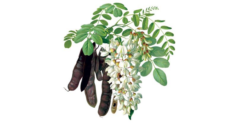Black-Locust