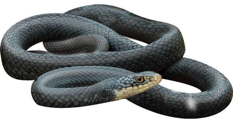 Black-Mamba-Snake