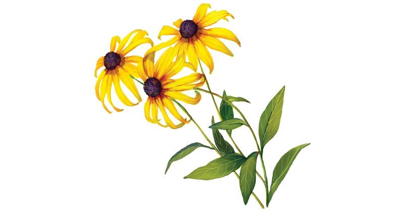 Black-eyed-Susan