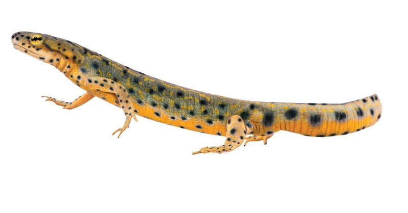 Black-spotted-Newt
