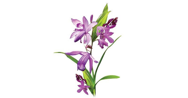Bletilla