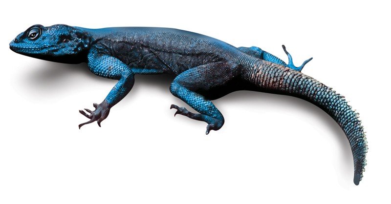 Blue-Agama-Lacertilia