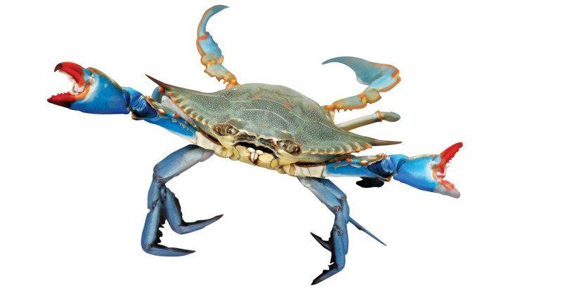 Blue-Crab