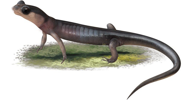 Blue-Ridge-Grey-cheeked-Salamander