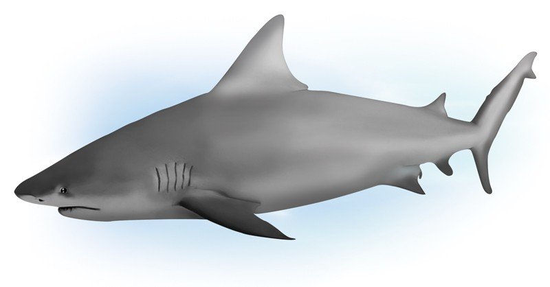 Blue-Shark