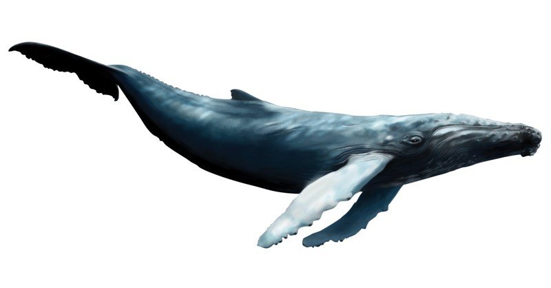 Blue-Whale