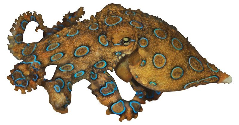 Blue-ringed-Octopus