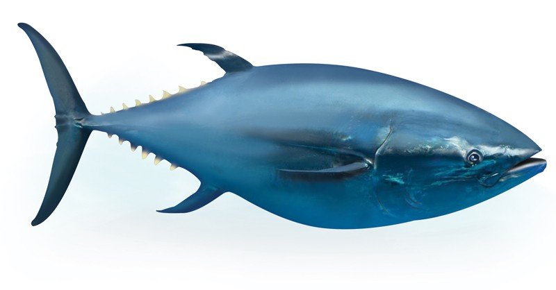 Bluefin-Tuna-(Southern)