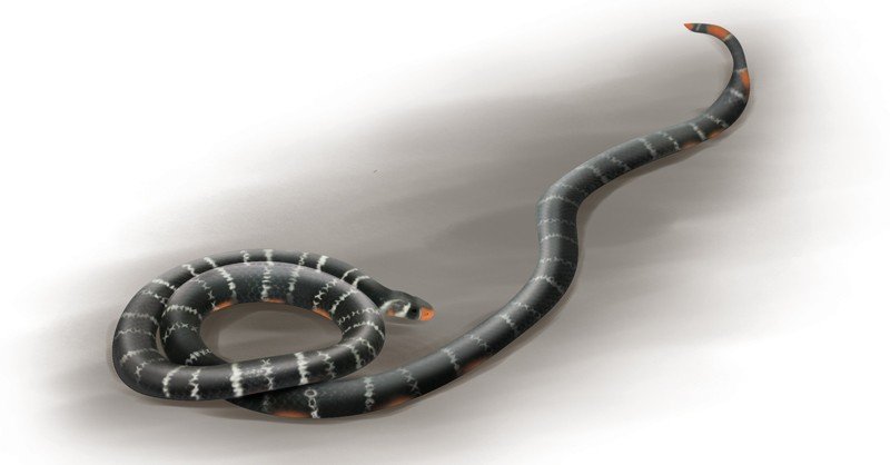 Bombay-Sea-Snake