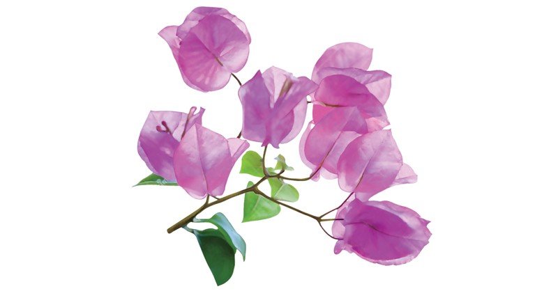 Bougainvillea