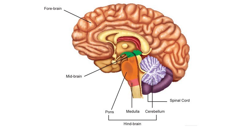Brain