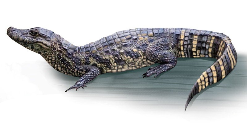 Broad-Snouted-Caiman