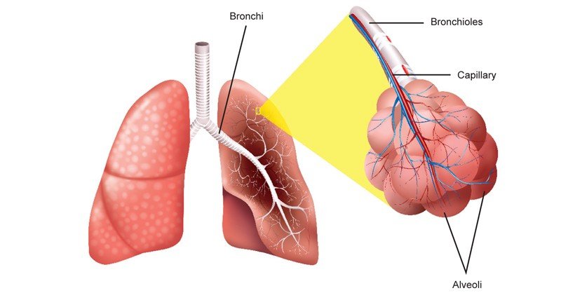 Bronchi-and-Alveoli