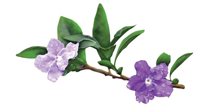 Brunfelsia