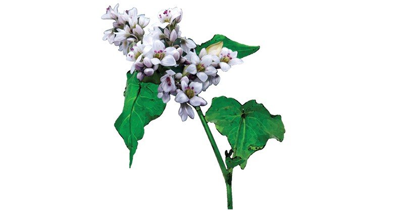 Buckwheat