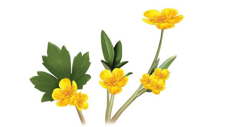 Buttercup