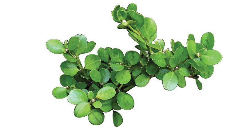 Buxus