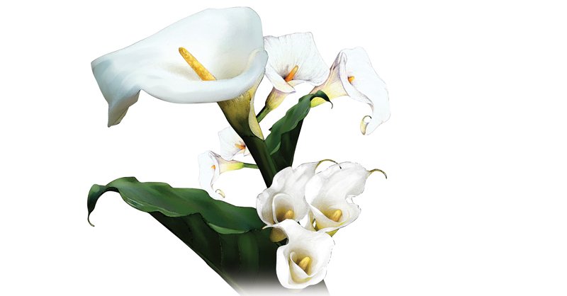 Calla-Lily