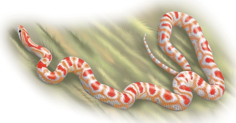 Candy-Cane-Corn-Snake