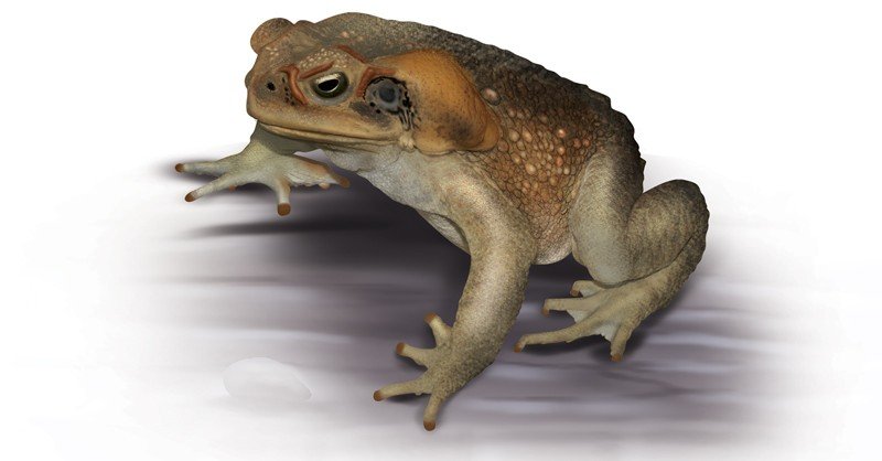 Cane-Toad