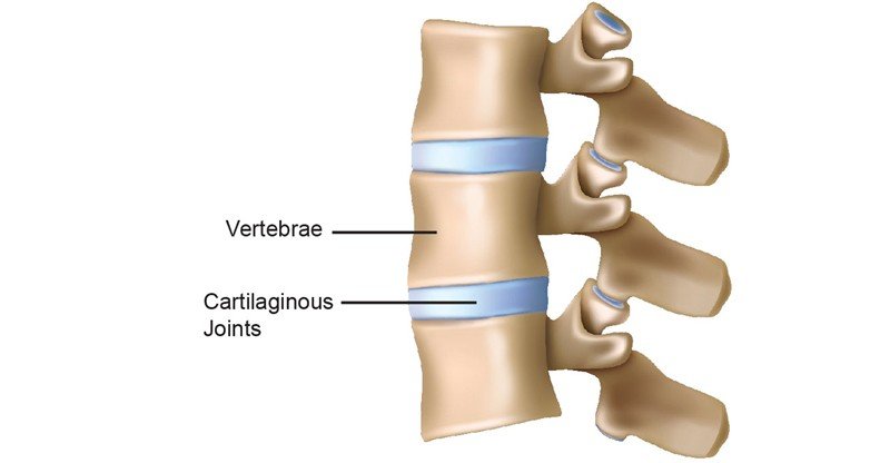Cartilaginous-joints