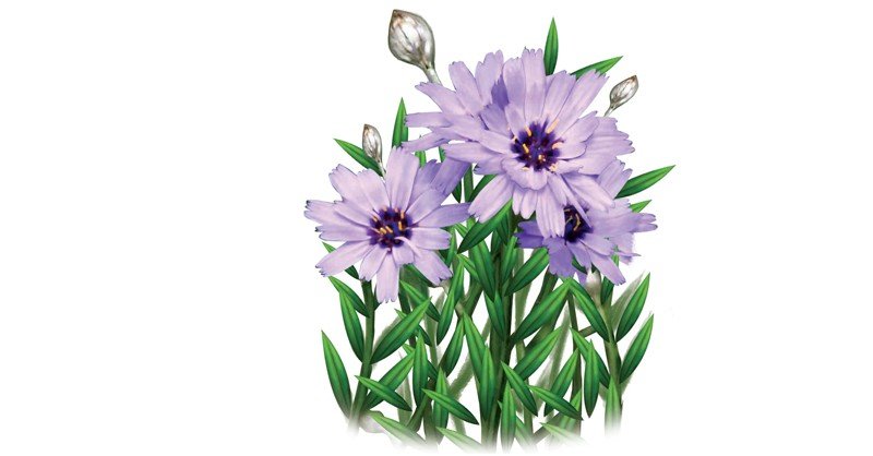 Catananche
