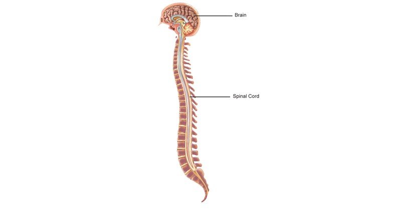 Central-Nervous-System-(CNS)-and-Spinal-Cord