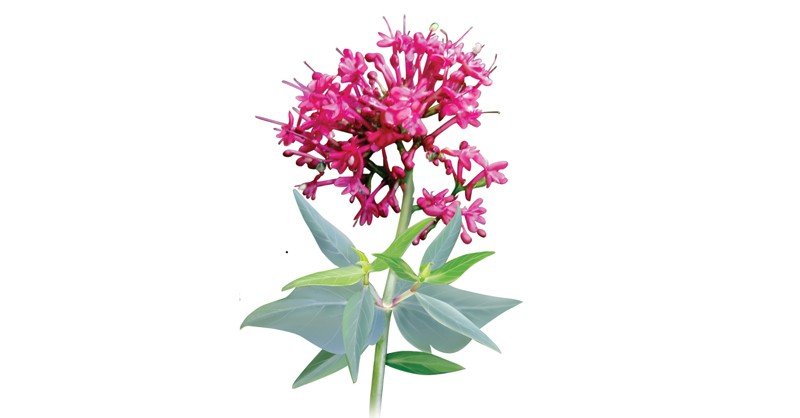 Centranthus