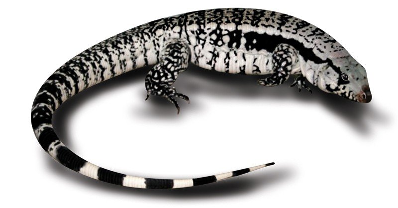 Chacoan-White-Headed-Tegu