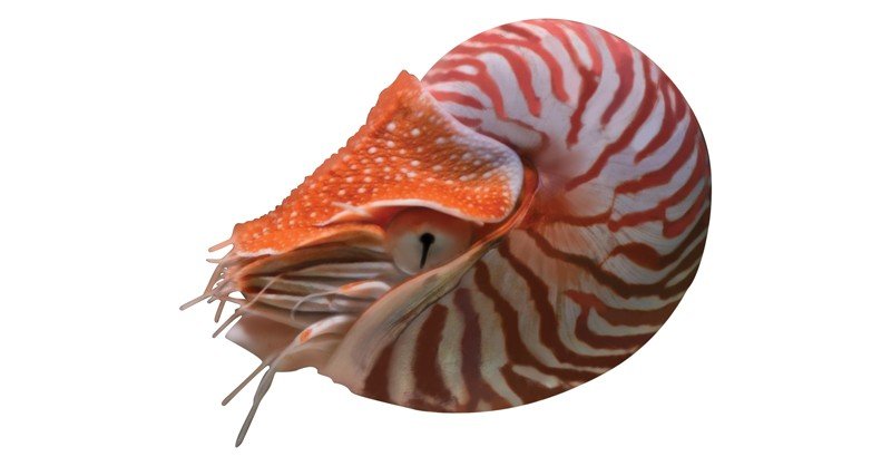 Chambered-Nautilus