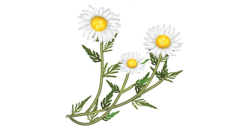 Chamomile