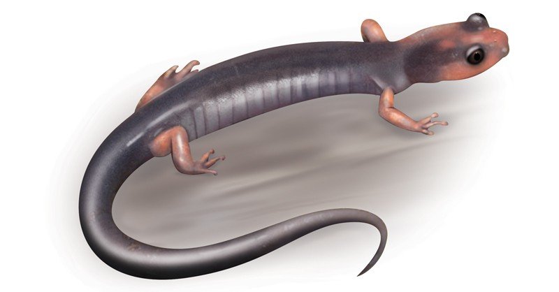 Cheoah-Bald-Salamander