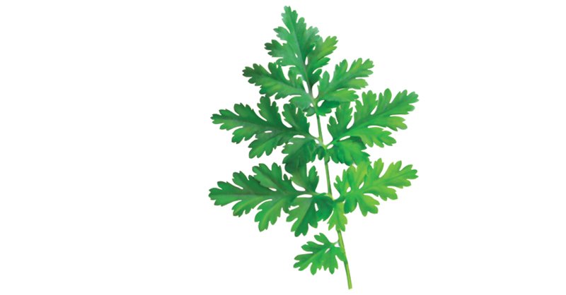 Chervil