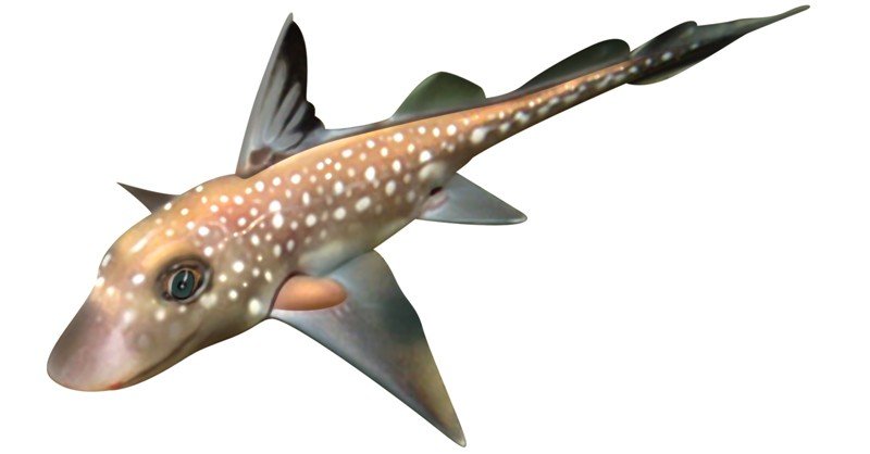Chimaera-Fish