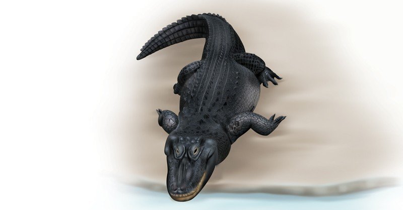 Chinese-Alligator
