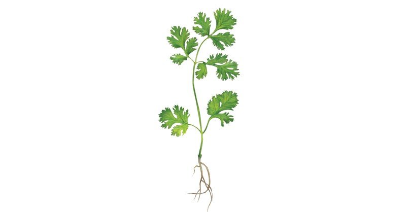 Cilantro-Coriander
