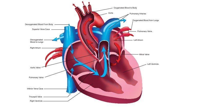 Circulation-of-Blood